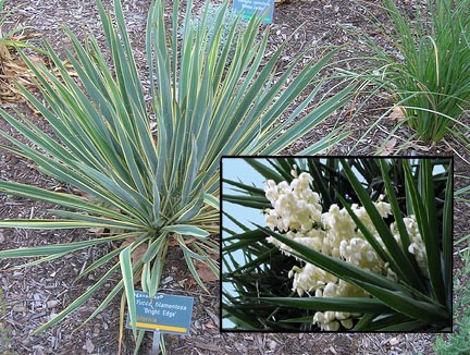 Yucca Yucca filamentosa